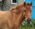 Manipuri polo pony
