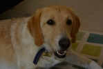Loving Dog