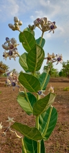 Giant calotrope Plant 