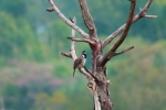 Himalayan bulbul