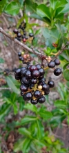 Wild fruit 