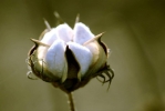 Cotton Plant