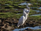 GREAT EGRET