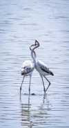 The love dance