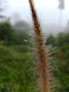 Water drop on grass,water drop,drop,water,grass,green,green grass,nature, natural,rain,rain drop,