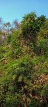 Kanger valley Forest 