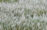 wind