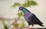 Macro shot of Pigeon 