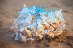 Conch Shells