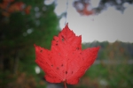 FALL COLOR LEAF
