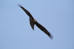 Black Kite in flying