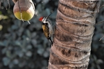 WOODPECKER,  A NICE BIRD IN COCONUT TREE