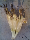 benana flower