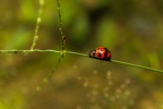 Indian Lady Bug