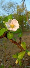 Wild flower 