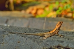 rock agama male lizard 