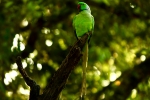 wild Parrot