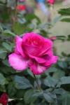 Rose flower