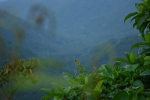 Valley of trees