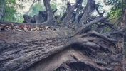 dry wood tree 