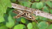 American bird grasshopper