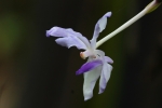 Blue vanda