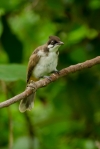 bulbul