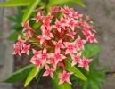 Flower images 