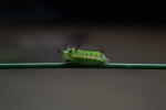 Caterpillar 