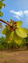mahua flower 