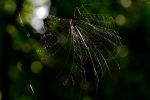 Spider Web
