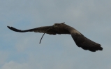 Flying eagle for nest