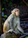 Monkey
