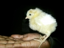 Chick