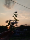 SUNLIGHT VIEW