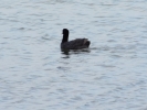 Duck on the lake