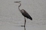 Heron