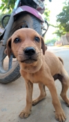 Puppy dog