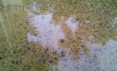 Reflection in rain water 