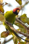 Parakeet