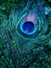 Peacock feather 