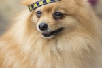 Dogi