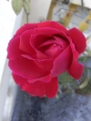 The Beautiful growing Rose