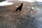 Cock