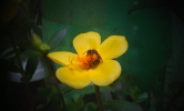 bee in the flower 