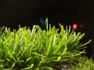 night grass