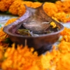 Festival 