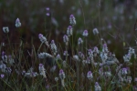 Flower,close up, macro,macro photography, nature,plant,wild flower,