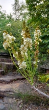 Wild flower 