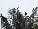 crows in standing coconut tree